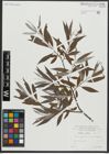 Foto von Salix alba L.